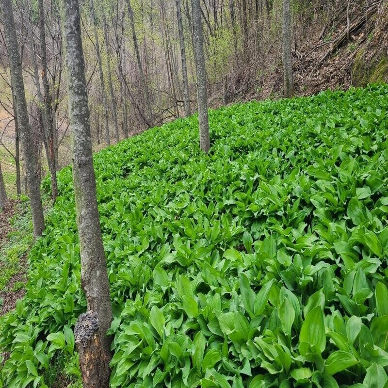 맛있는사과,평창산마늘(명이)(저탄소,GAP인증)