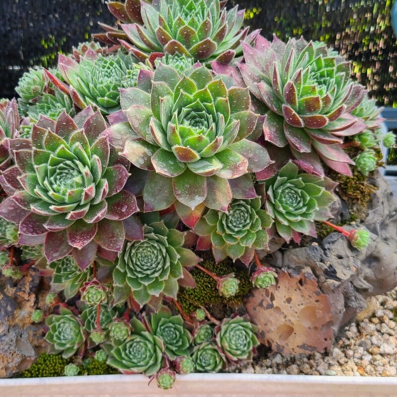 맛있는사과,천지애건강충전소/힐링팜크닉